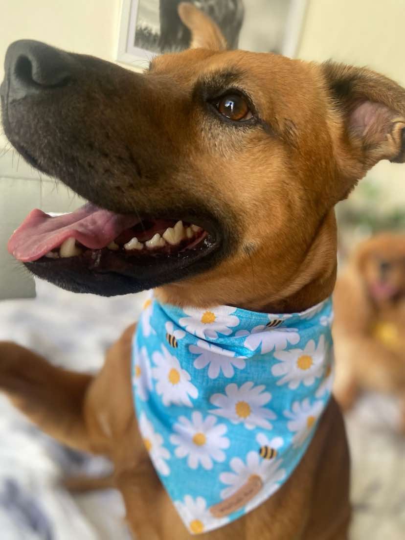 Skye Pet Bandanna